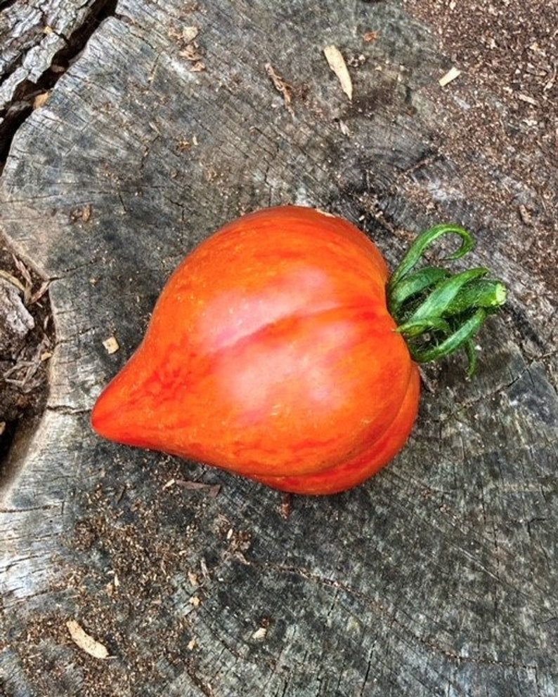 Crushed Heart Tomato Seeds  Organic Heirloom Tomatoes-chloriseeds