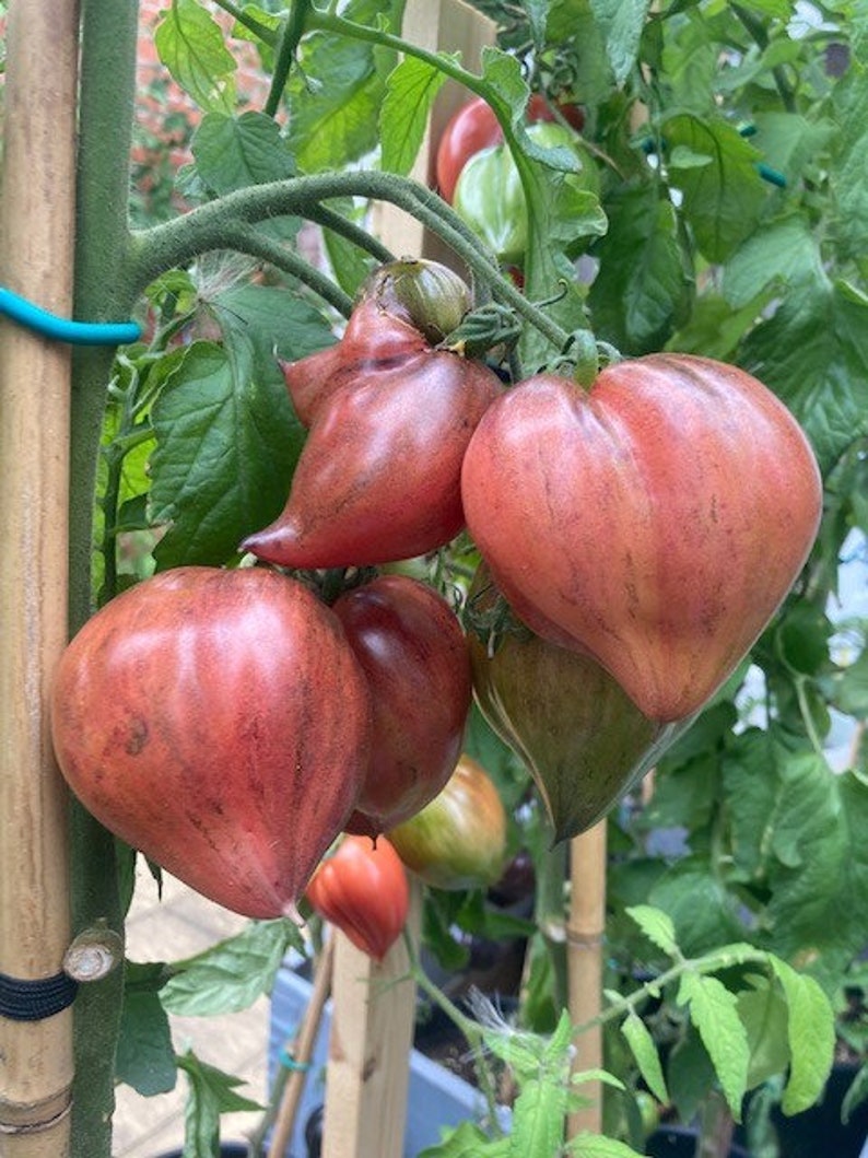 Crushed Heart Tomato Seeds  Organic Heirloom Tomatoes-chloriseeds