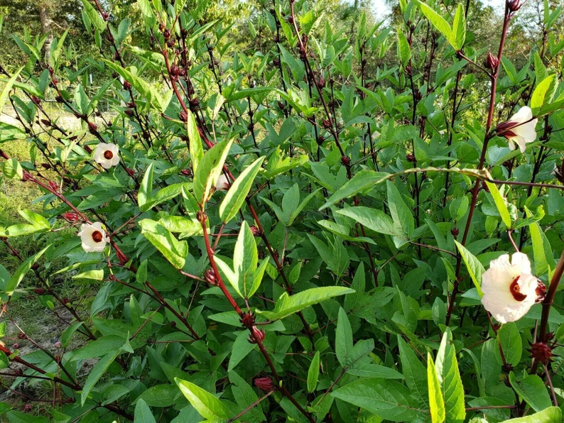 Roselle Hibiscus Seeds, Hibiscus Sabdariffa Seeds
