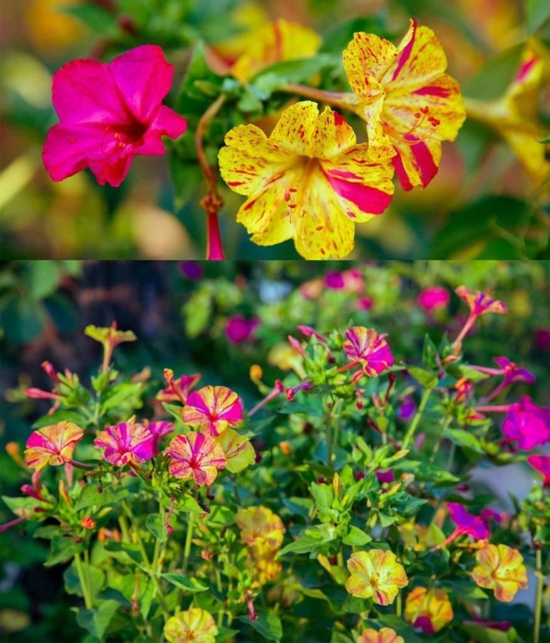 Marvel of Peru Four O' Clock Seeds | Garden Flower Broken Color Changing Transform Pink Rainbow Plant Leaf Seed 2022 Season Fast Shipping-chloriseeds