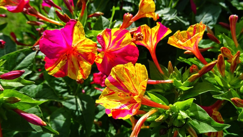 Marvel of Peru Four O' Clock Seeds | Garden Flower Broken Color Changing Transform Pink Rainbow Plant Leaf Seed 2022 Season Fast Shipping-chloriseeds