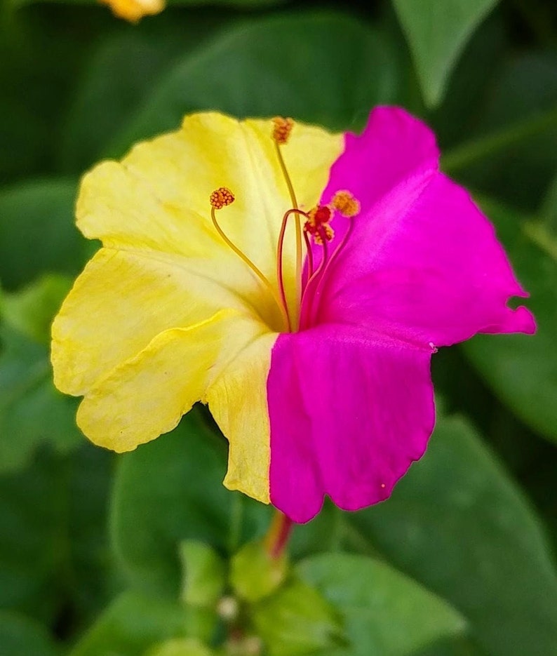 Marvel of Peru Four O' Clock Seeds | Garden Flower Broken Color Changing Transform Pink Rainbow Plant Leaf Seed 2022 Season Fast Shipping-chloriseeds