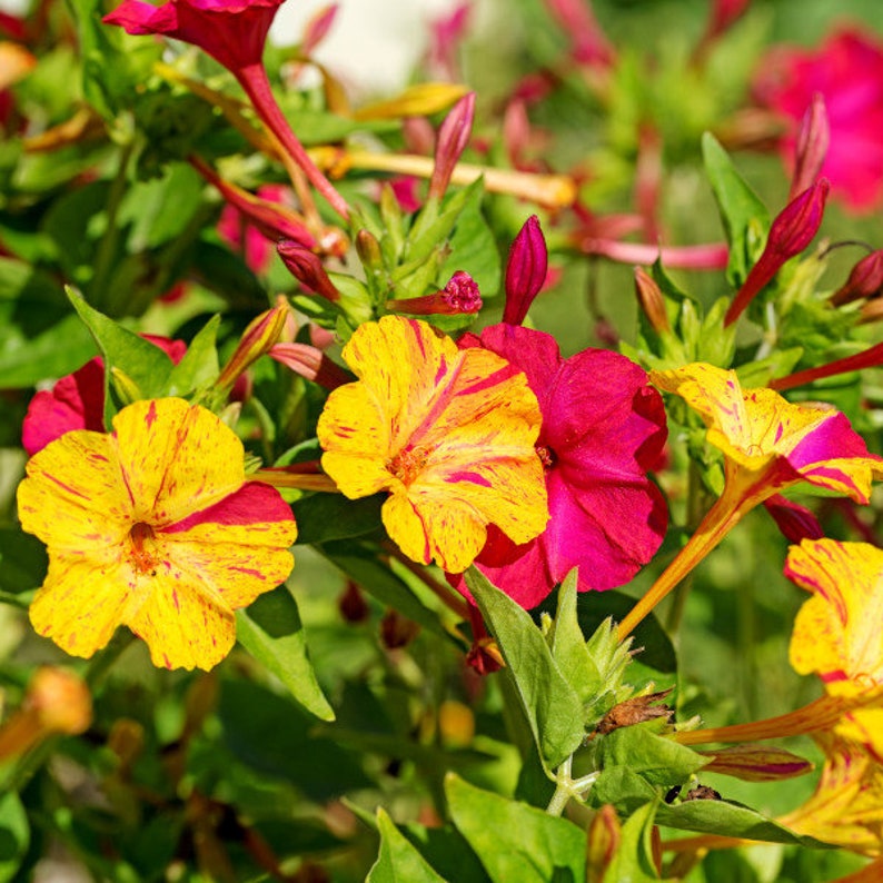 Marvel of Peru Four O' Clock Seeds | Garden Flower Broken Color Changing Transform Pink Rainbow Plant Leaf Seed 2022 Season Fast Shipping-chloriseeds