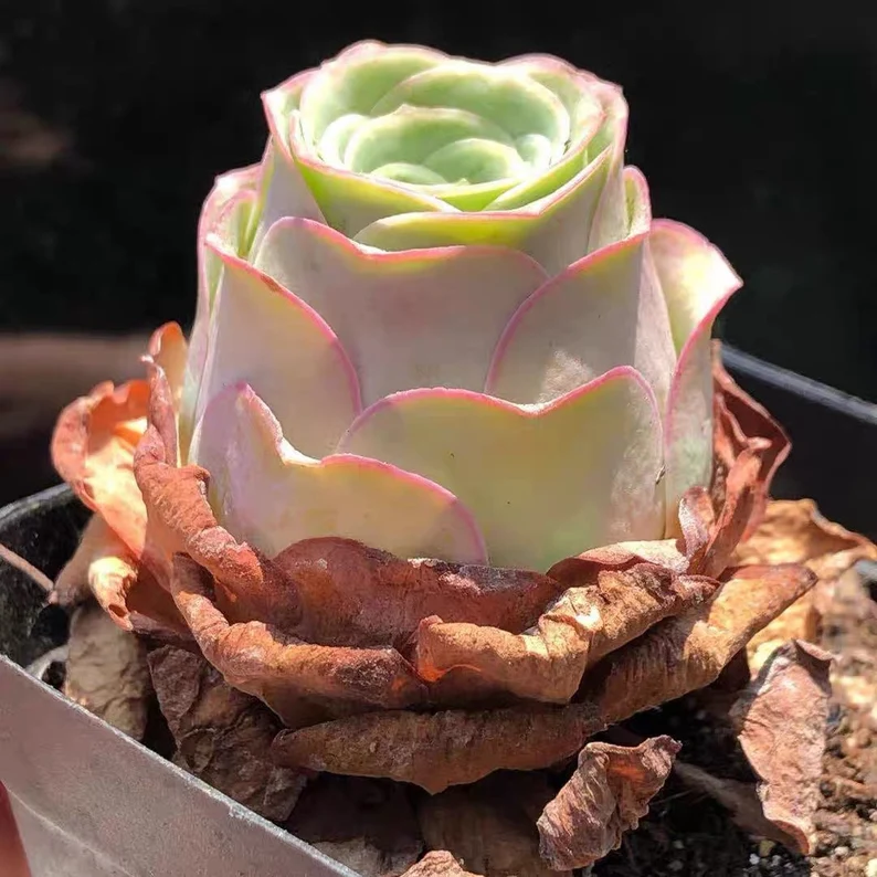 Greenovia Aurea sp Amber & Pink Succulents