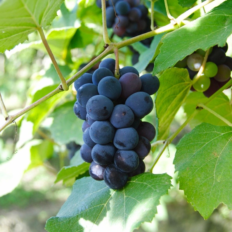 Kyoho Grapes Seeds
