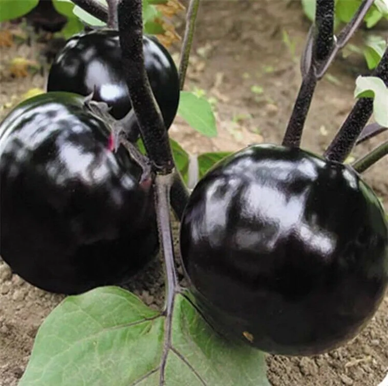 Purple-Black Round Eggplant Seeds