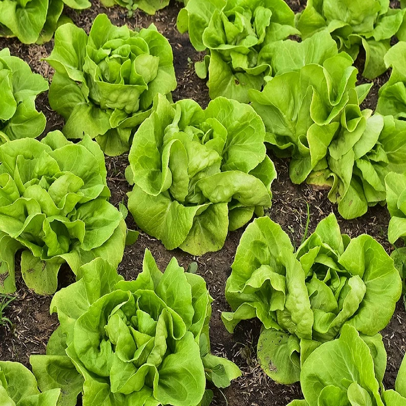 All Year Round Butter Lettuce Seeds