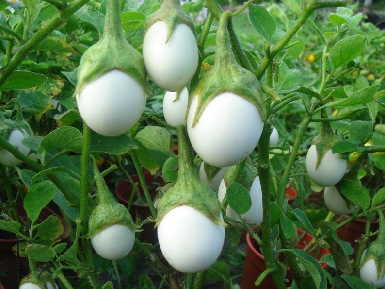 White Egg Aubergine