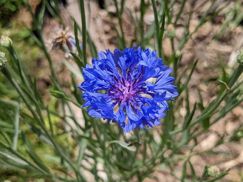 Cornflower / Bachelor Button Seeds - Dwarf Blue