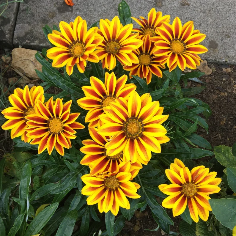 Treasure Flower Mix Seeds