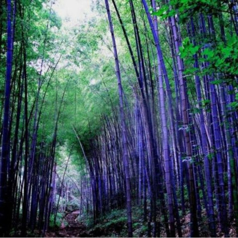 🎍Giant Dragon Bamboo Seeds