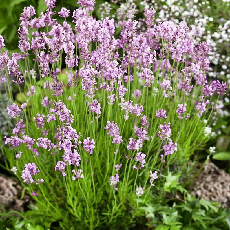 Perennial Lavender Seeds