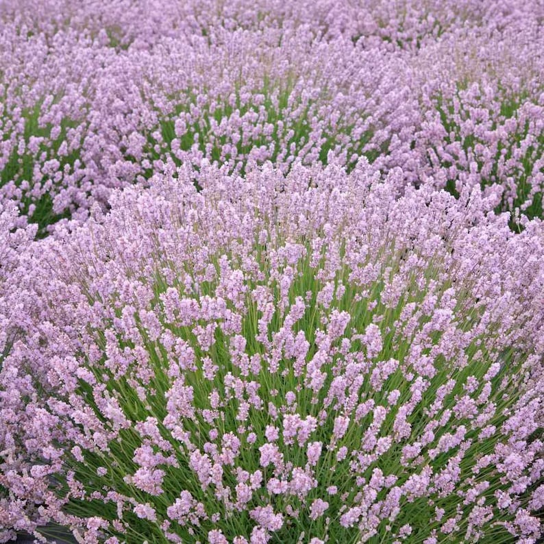 Perennial Lavender Seeds