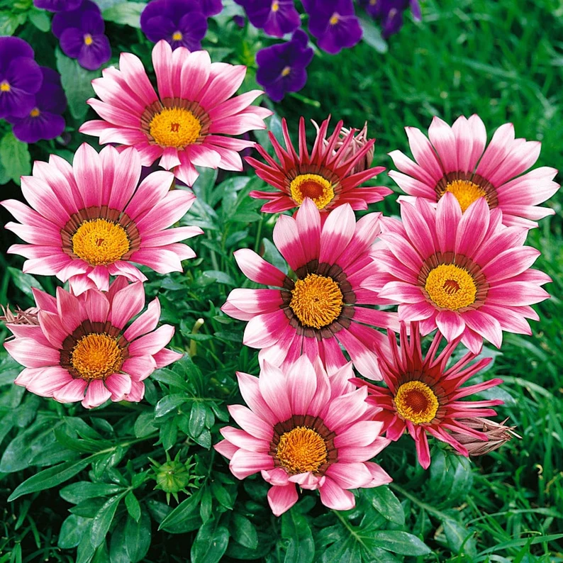 Treasure Flower Mix Seeds