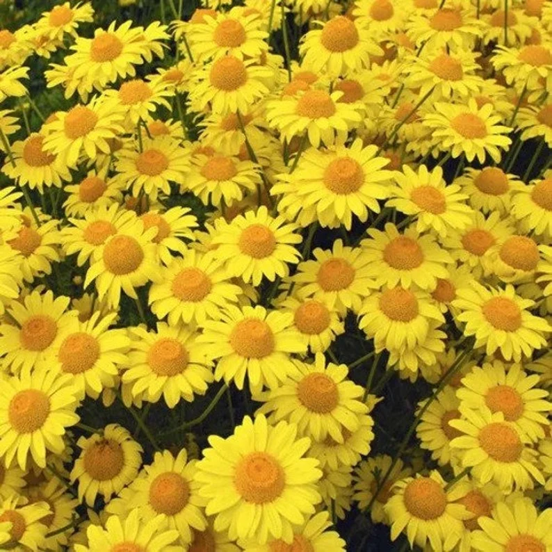 Natural Pest Killer: Mixed Color Pyrethrum Daisy Seeds