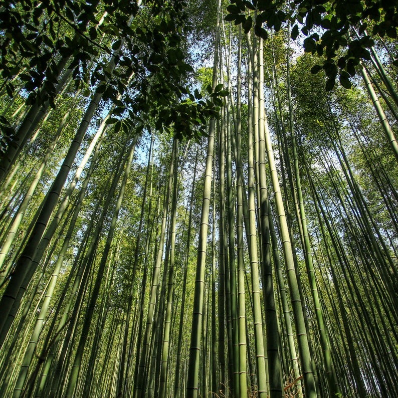 🎍Giant Dragon Bamboo Seeds