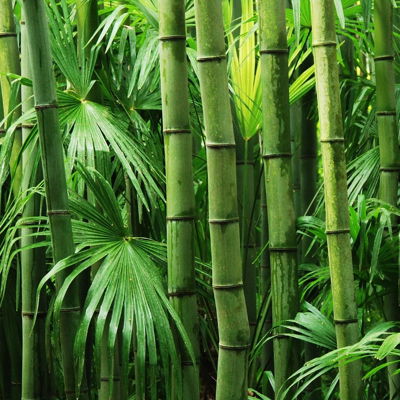 🎍Giant Dragon Bamboo Seeds