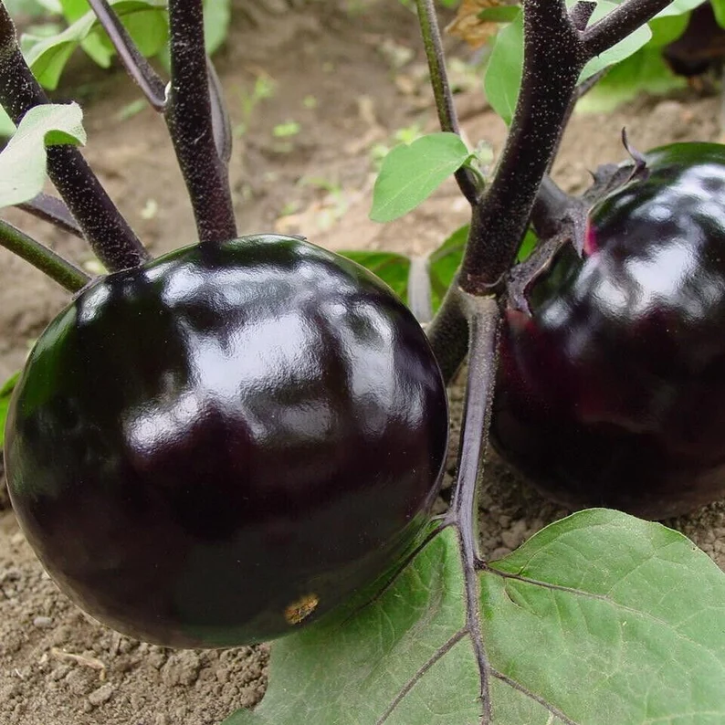 Purple-Black Round Eggplant Seeds