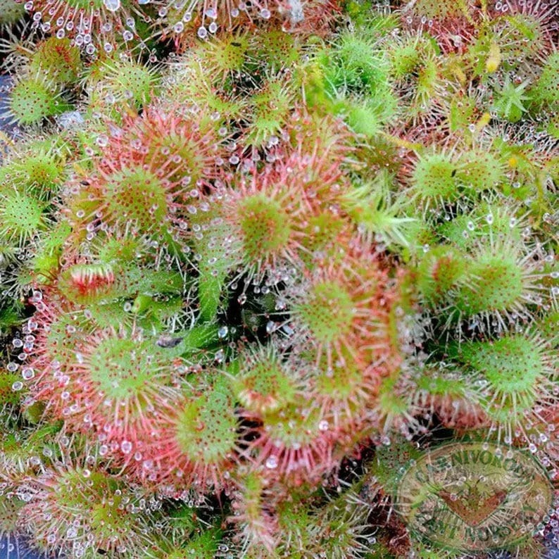 Carnivorous Plants Seeds