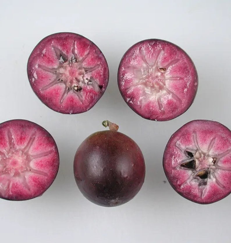 Cherimoya Fruit ( Star Apple / Milk Fruit ) Tree Seeds