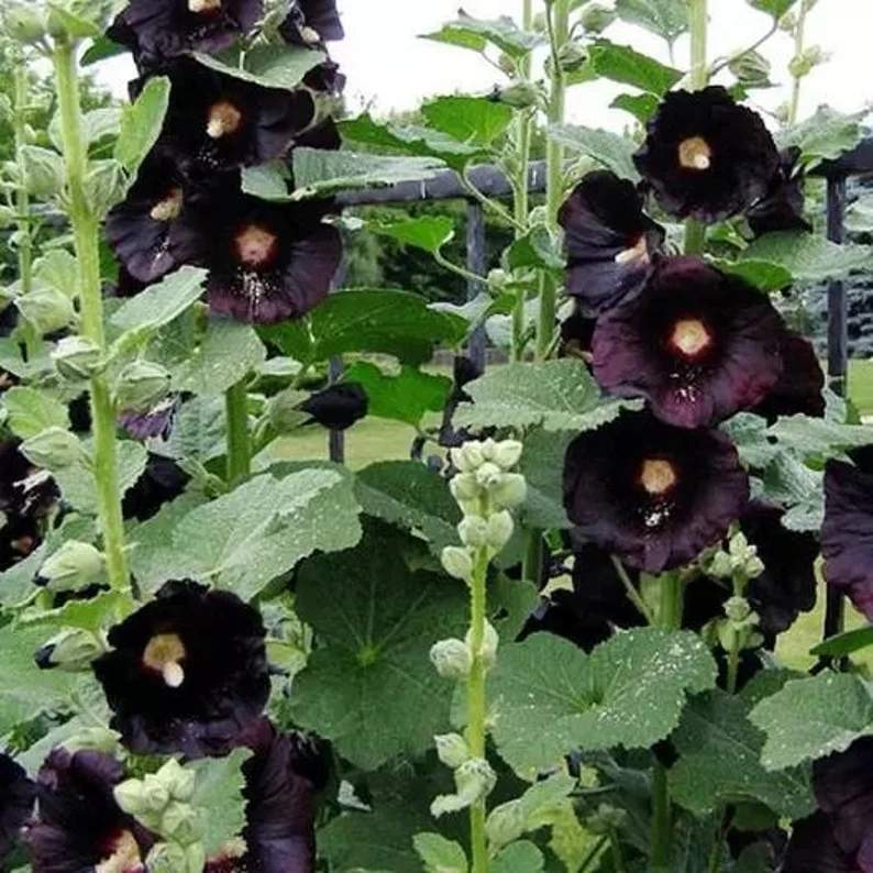 🖤🌸Black Hollyhock Flower Seeds
