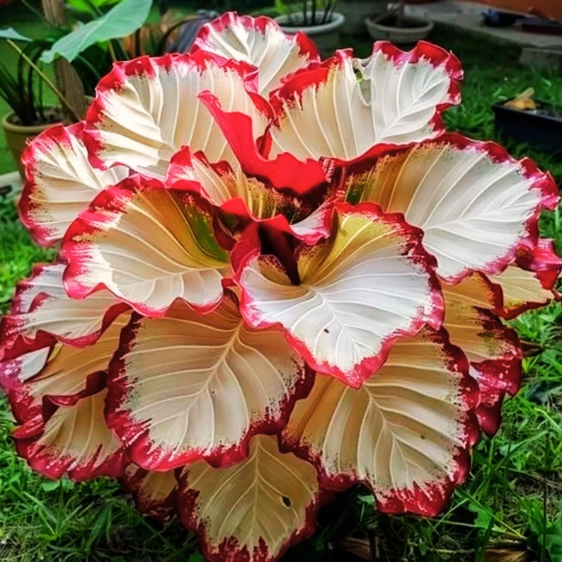 Calathea Flower Seeds