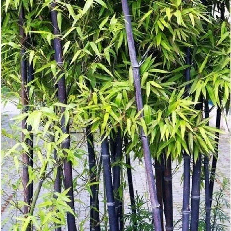 🎍Giant Dragon Bamboo Seeds