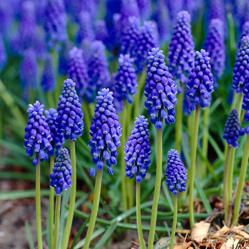 Grape Hyacinth Bulbs