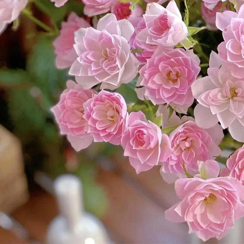 🌸Lotus Star Rose Seeds-Blooming All Year, Bringing Continuous Good Fortune🌸