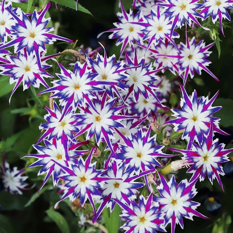 Phlox Seeds Phlox Popstar Rose Eye Seeds F1 Hybrid Garden Flowers