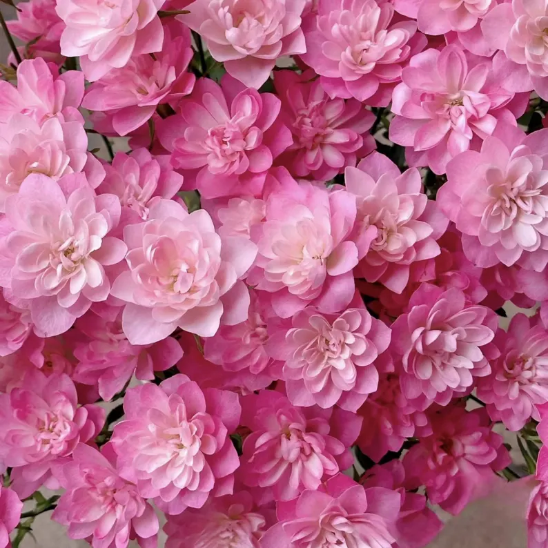 🌸Lotus Star Rose Seeds-Blooming All Year, Bringing Continuous Good Fortune🌸