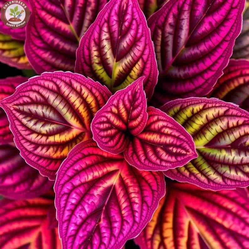 Rare Color Coleus Seeds
