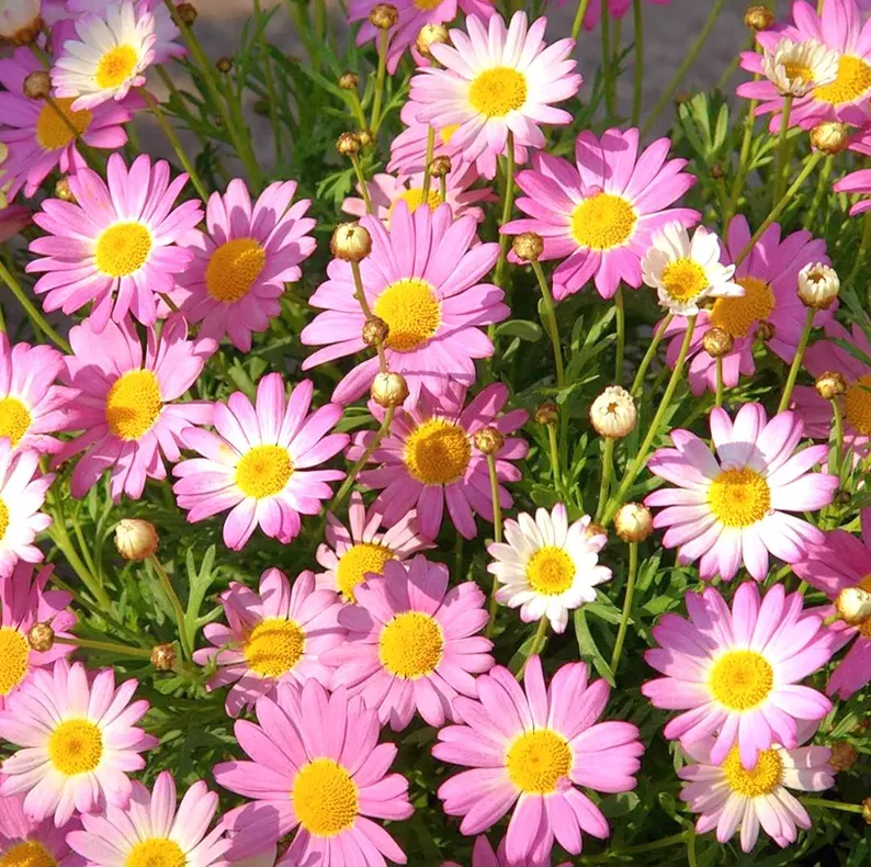 Natural Pest Killer: Mixed Color Pyrethrum Daisy Seeds