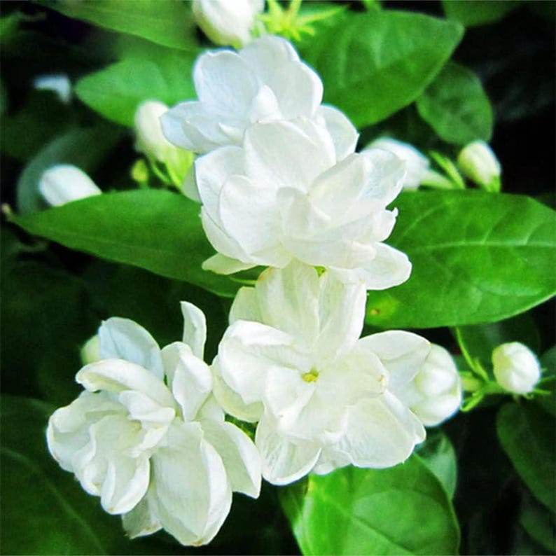 100 Seeds Climbing Jasmine Flower Seeds Fragrant Plant For Planting Garden Home Four Seasons Evergreen Garden Balcony Non-Gmo.