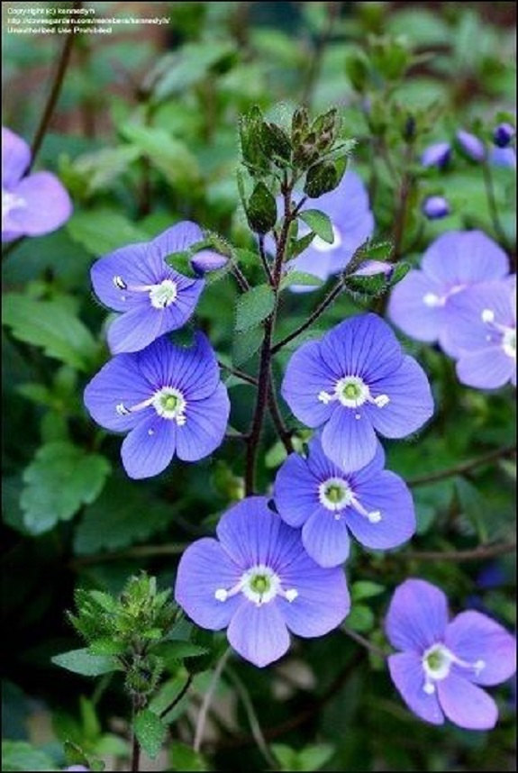 Creeping Blue Speedwell Veronica Repens Groundcover Flower Seeds