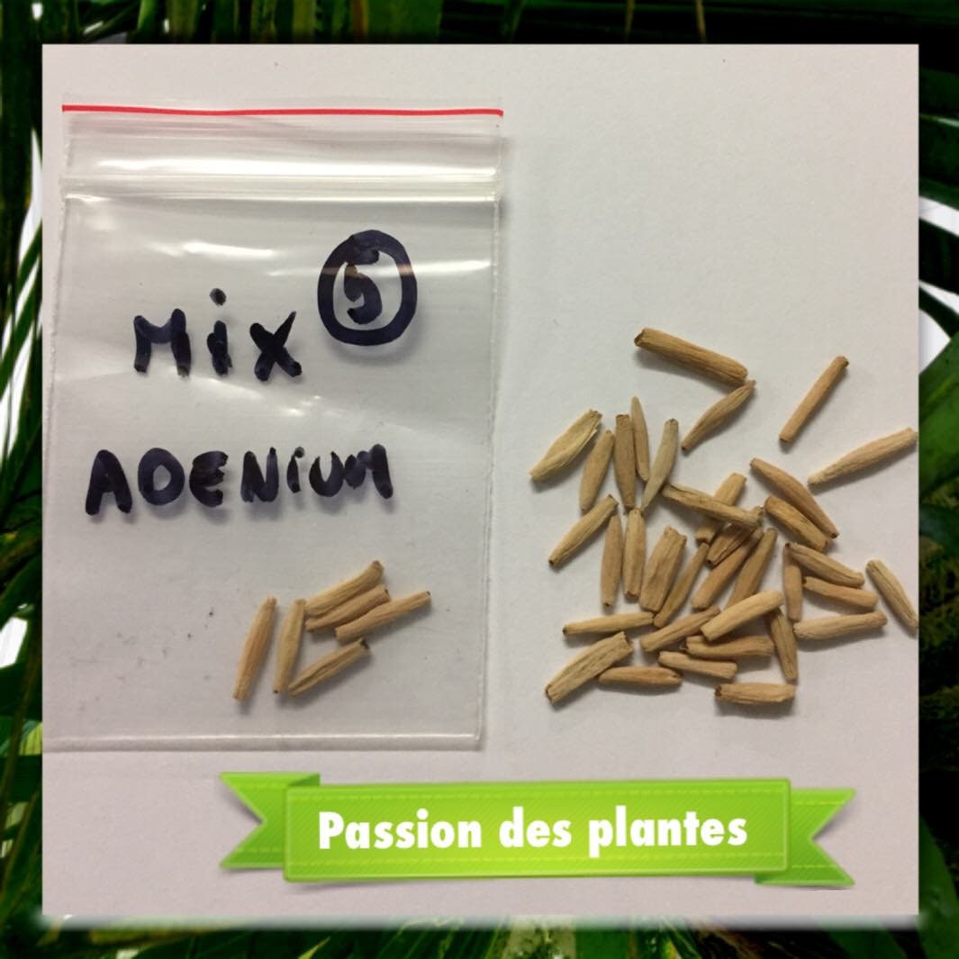 Desert Rose Mix Black-Rare Seeds