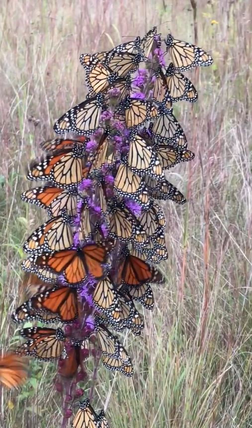 Prairie Blazing Star Seeds🦋