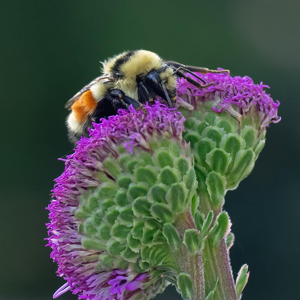 Prairie Blazing Star Seeds🦋