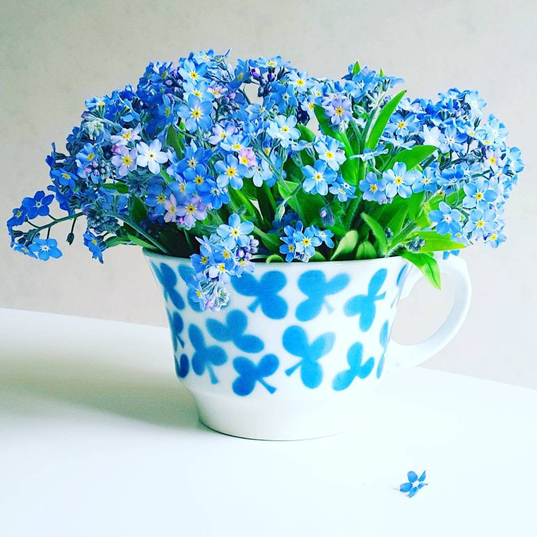 Alpine Forget Me Not Mixed Seeds - Myosotis alpestris - Biennial Flower Seeds - Organic Seeds