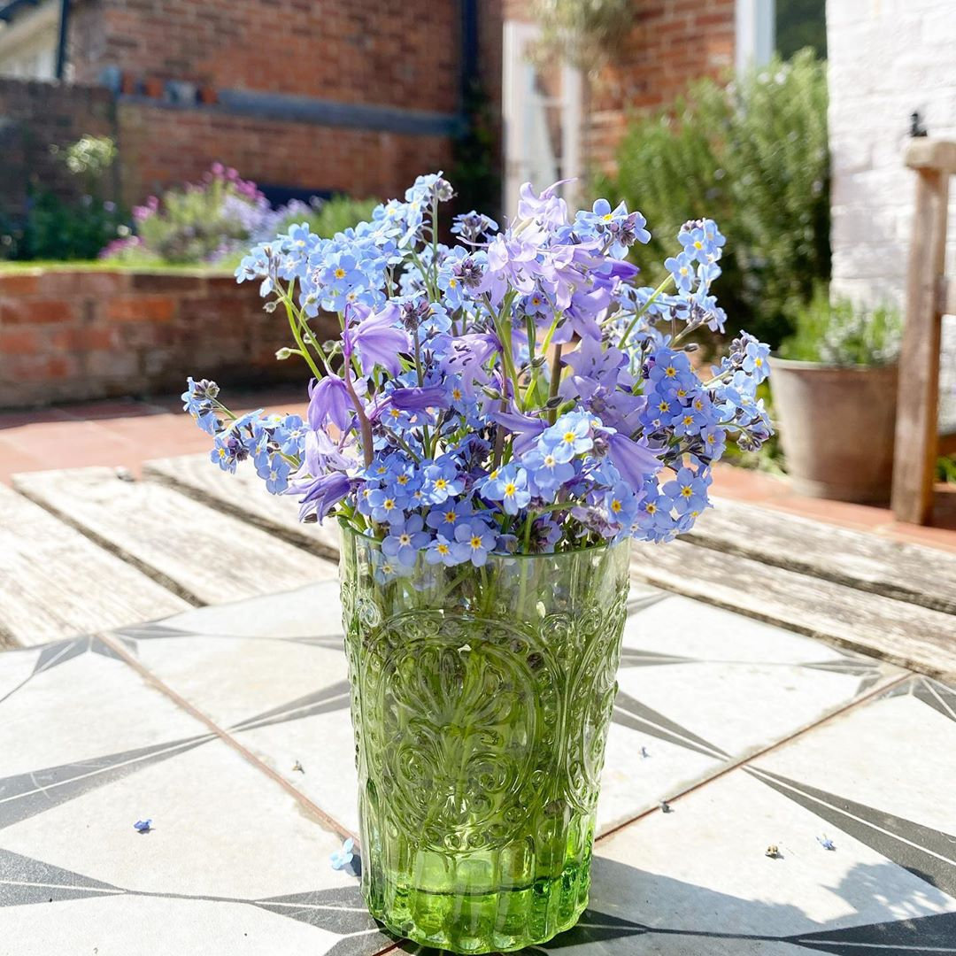Alpine Forget Me Not Mixed Seeds - Myosotis alpestris - Biennial Flower Seeds - Organic Seeds