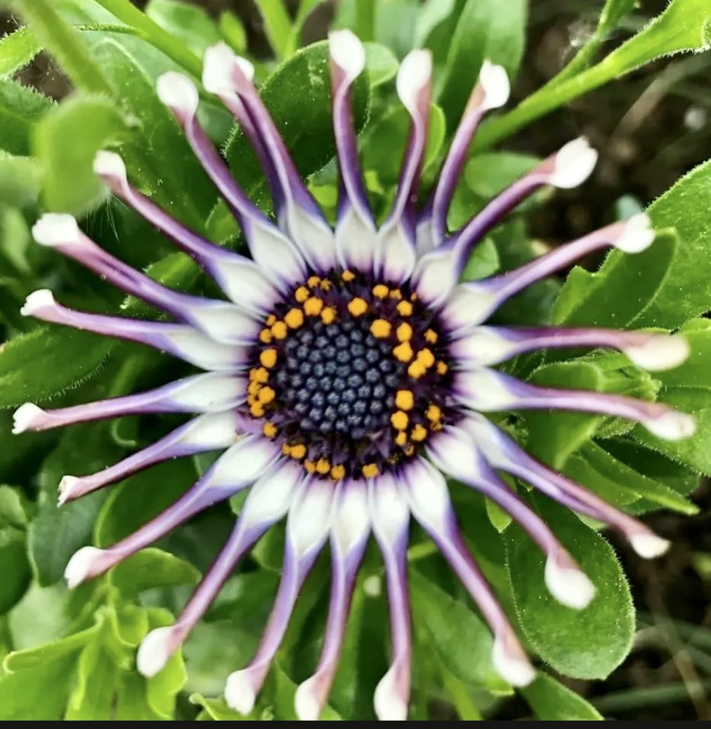 Osteospermum Mix Seeds-Spider-Daisy- Rare