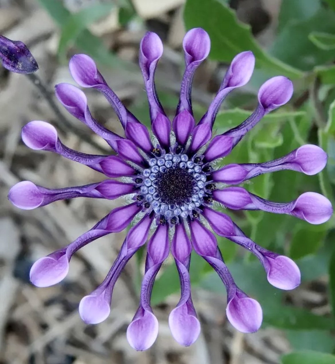 Osteospermum Mix Seeds-Spider-Daisy- Rare-chloriseeds