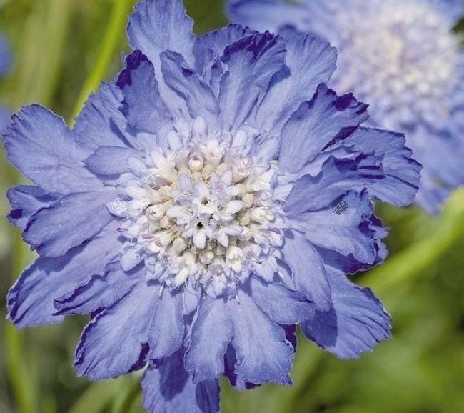 Blue Scabiosa Comosa