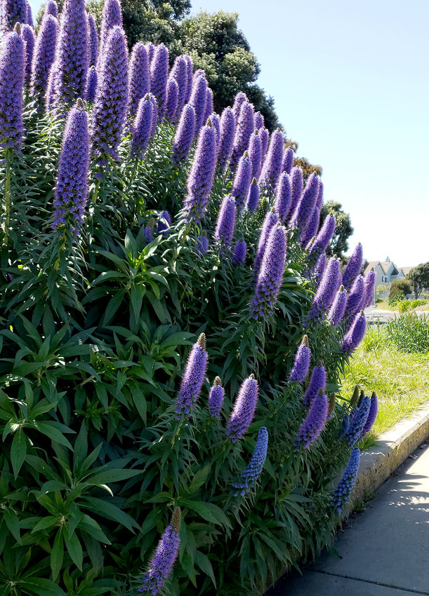 Echium wildpretii