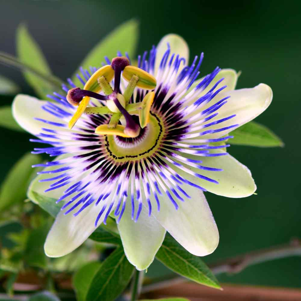 Blue Crown Passion Flower (Passiflora Caerulea) Seeds
