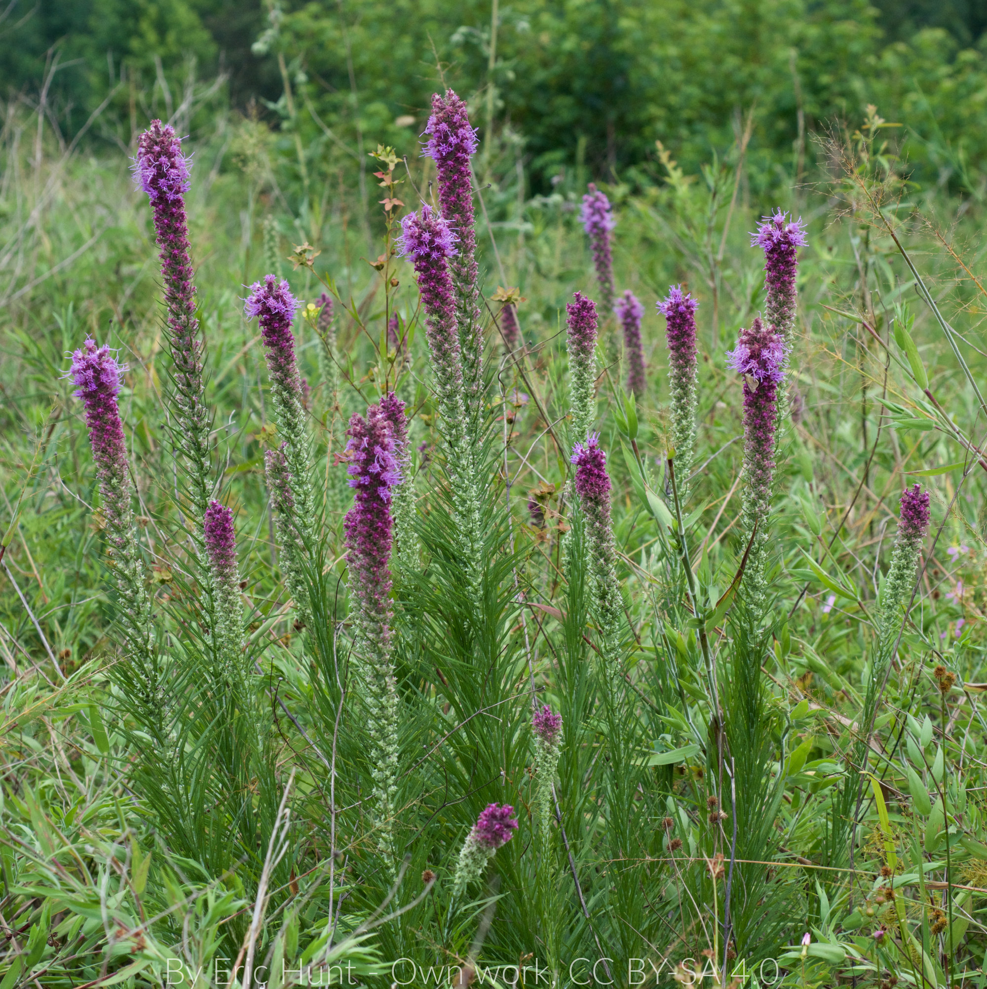 Prairie Blazing Star Seeds🦋