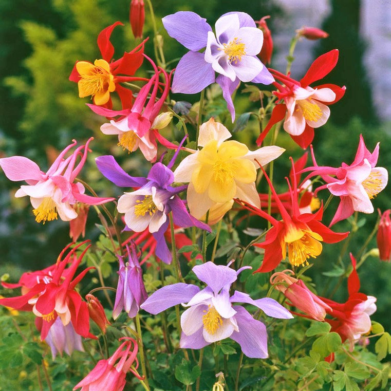 Aquilegia Mix Flower Seeds Outdoor Perennial