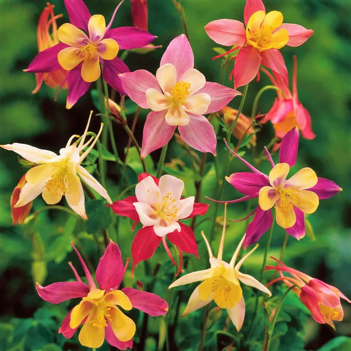 Aquilegia Mix Flower Seeds Outdoor Perennial