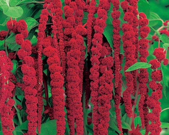 Amaranth Seeds- Love Lies Bleeding