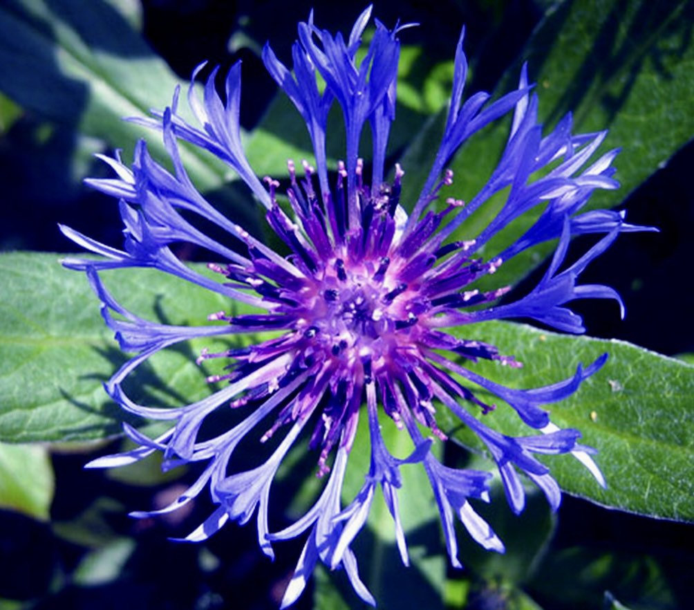 Centaurea montana-chloriseeds